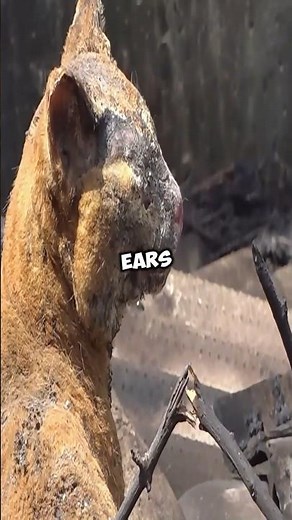 This Cat Lost Everything in a Fire ❤️