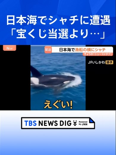 「えぐい、えぐい！」日本海で漁船に近づいてきたのは…“海の王者”シャチ 石川・能登町の漁師も驚く「宝くじに当たったレベル以上」その瞬間映像｜TBS NEWS DIG #tbs #tiktokでニュース