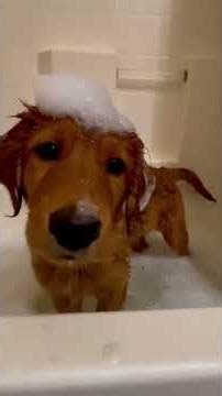 IS smart dog so funny #funnyvideo #pets #animals #petcareprovider #cute
