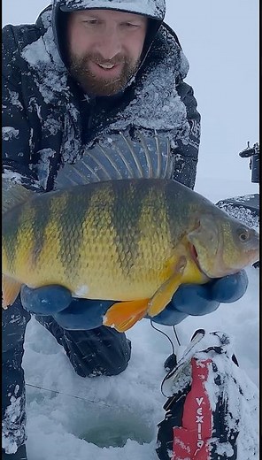 Ice Fishing Gone EXTREME: Jumbo Perch