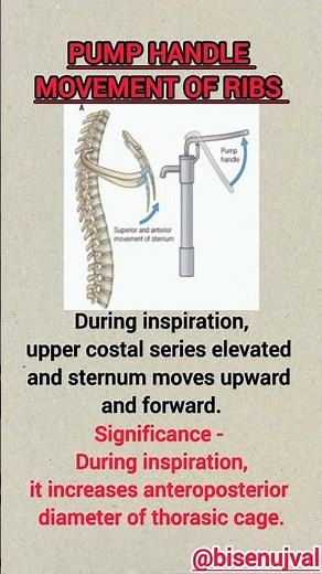 Pump handle movement of ribs #presentation #medical