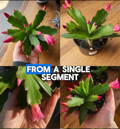 How to Create a "Collection" of Christmas Cactus from Individual Parts 👀👇 | Garden Whisper