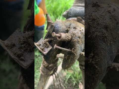 #HoofRestoration Professional Cow Hoof Cleaning & Treatment Step by Step #CowHoof #FarmAnimalCare