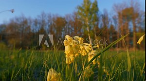 Beautiful Yellow Common Cowslip Inflorescences Of These Medicinal Plants. Primula Veris Officinalis.