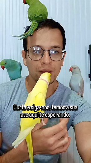 Criatorio Vovó Ía on Instagram: "Reserve agora seu filhote de ringneck temporada 2025 (machos e fêmeas) Filhotes 2025 Disponíveis aqui no criatorio Vó ía Verde - R$ 800,00 Verde Cinza - 1.000,00 Cinza - R$ 1.100,00 Lutino - R$ 1.500,00 Albino - R$ 1.500,00 Azul - R$ 1.800,00 Azul Turquesa - R$ 1.800,00 Skyblue - R$ 1.500,00 Cremino - R$ 1.500,00 Cobalto - R$ 2.200,00 Enviamos para qualquer aeroporto do Brasil ao custo de R$ 500,00 Todas as aves vão com NF em nome do comprador. WhatsApp 21-971-65