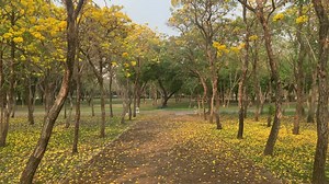 Tress Videos: Download 5+ Free 4K & HD Stock Footage Clips - Pixabay