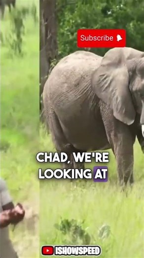 Speed catches an elephant having a mud bath 👀🔥‼️ #shorts