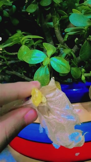 my favourite fruit in tree at the same time 🤭🥰😍#sour