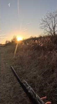 Rabbit Hunting in Southwest Virginia! #beagles #cottontail #rabbit #killshots