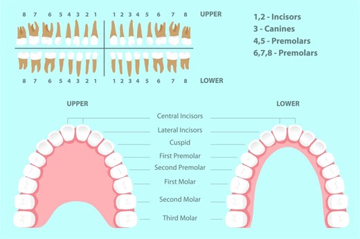 Dental Diagram With Tooth Names and Numbering System. Human Permanent Teeth Anatomy Chart Vector. - Etsy