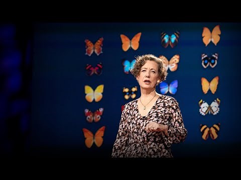 How you can help save the monarch butterfly -- and the planet | Mary Ellen Hannibal