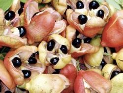 J’cans urged to plant more ackee