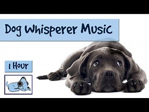 1 Hour of Dog Music. The Dog Whisperer Music