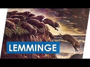 Why do lemmings jump off cliffs? | The Lemming Myth