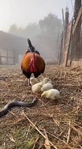 Rooster saves chicks from snake | Chris And Jasmin