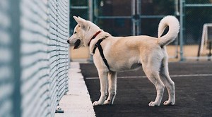 21 Dog Fence Ideas for Your Yard