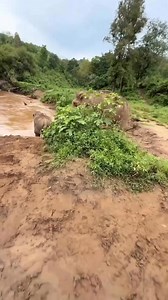 20K views · 135 reactions | Baby Elephant With Water  #trending #viral #facts #new | Aayushmaan Amit | Facebook