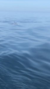 221K views · 2K reactions | Not at the Farne Islands unfortunately (or fortunately for the seals) but some very exciting footage of Orcas spotted by fisherman Robert Redpath today, 15 nautical miles from Seahouses. | Billy Shiel Farne Islands Boats | Facebook