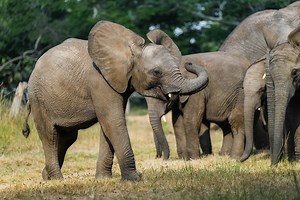 15 reactions | Every individual animal rescue is different. And we...