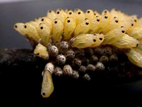 Giant water bugs hatching!