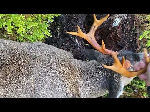 Prince of Wales island Alaska: Sitka Blacktail Rut 2020