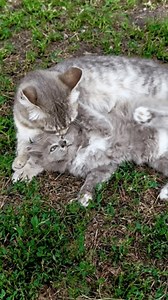 Close-up Adult Gray Cat Licking Cleaning Stock Footage Video (100% Royalty-free) 3986934299 | Shutterstock