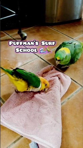 Puffman Caique Teaches Surfing Lessons!🤣