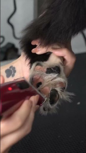 Who bred this dog? 🤣