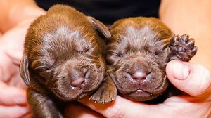54K views · 3K reactions | Newborn Chocolate Labrador Puppies!! | Life With Labradors | Facebook