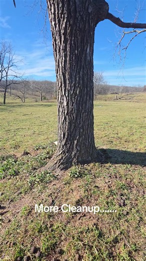 Field Walnut Tree Cleanup Tips and Tricks