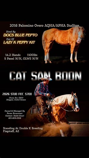 🔥 Cat San Boon 🔥 We cannot wait to get this big bad stud back in the show pen. His debut is just starting! His oldest foal is only 4 and showing real potential! Get your contracts while they are still available to get you a really nice prospect! Boon is proudly owned by Renee Jean Cat San Boon #newyear2026 #NRHAReining #reining | Double K Breeding