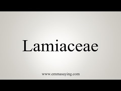 How To Say Lamiaceae