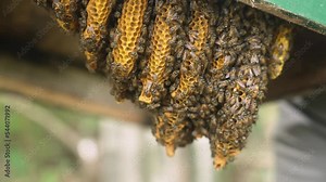 Natural Honey Comb Horizontal Structure inside a Bee Hive, Bees building a Honey Comb