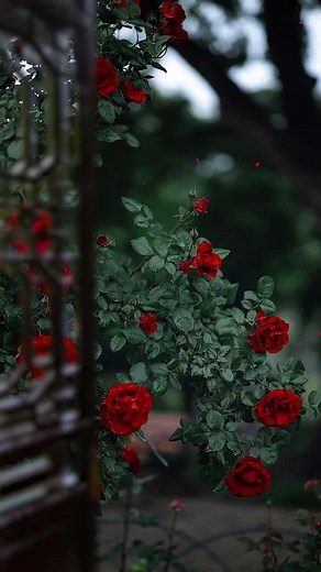 Beautiful Flower Wallpaper - Stunning Nature Landscape Images