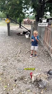 Little boy gets chased by roosters 😭 | Four Nine