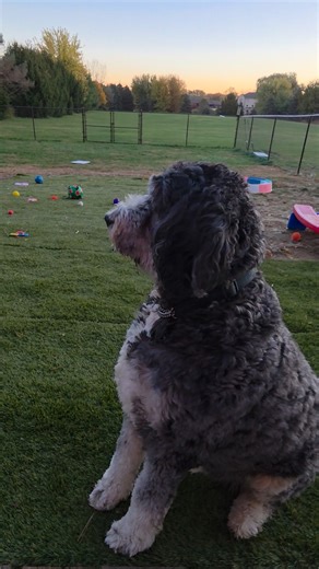 Goodmorning from Yeti and Lilly, it's a cold one!. #shitzubison #grammie #bernadoodle #kennel #doglife #cutepuppy #spoiled #coldmorning #deer | The Golden Years Acres LLC