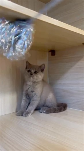 日暮貓旅館 on Instagram: "💕甜甜價💗 品種：英短 毛色：藍乳 生日：114/09/30 性別：母 🚩13:00 ~ 22:00 （歡迎預約來互動、也可配合視訊互動） ☎️聯絡方式：請+Line : godhand0422（所長） 『 價格💰也請私訊所長 』 💰《 付款方式 》 ✅現金 ✅刷卡 ✅中租零卡分期 • ☑️《 讓你安心帶回家 》 ✅貓瘟檢測 ✅基礎健康檢查 ✅享醫療保障，最多至180天。 ✅一劑疫苗 ✅體內外驅蟲 ✅二週轉換糧 ✅主食罐＊1 🎄 「 帶回家禮包 」 ✅寵物手冊 ✅晶片轉移、寵物登記 ✅外出籠 ✅貓砂＋貓砂盆 🐱日暮貓所 💕 特寵業繁字第H1140136號 #英短 #藍英短 #藍貓 #貓咪"