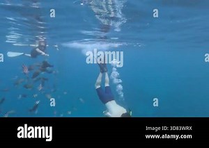 An individual swims through a vibrant ocean, interacting with schools of colorful fish, feeding them, and appreciating the underwater beauty