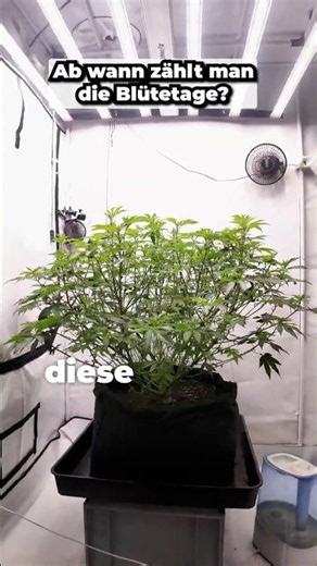 When do you start counting flowering days?🌱| #greennode #shorts