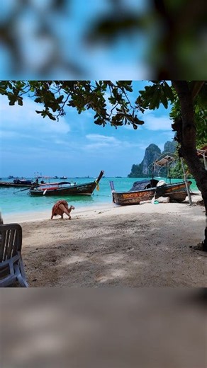 Beautiful koh phi phi island 🇹🇭❤️ . . . #phiphiislands #phiphi #phiphidon #phiphiislandtour #phiphitour | Thailand in Motion