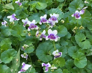 Viola hederacea - Alchetron, The Free Social Encyclopedia