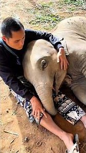 When the caretaker sings a lullaby, baby elephant will lie down and go to sleep#elephant #animals