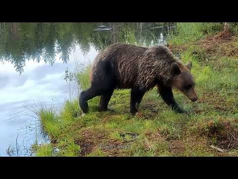 Wild animals in Finland - Wildlife camera - Luonnonvaraiset eläimet riistakamerassa - Finland nature