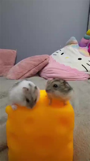 Adorable Hamsters on a Giant Cheese Block