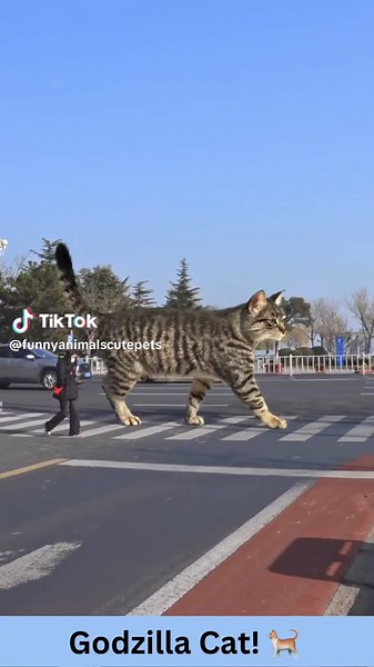 Cat godzilla! #godzilla #cat #bigcat #catsoftiktok #animallove #lol #animals #funnypets #pet #nature #cute #funnyanimals #adorable #pets #animal #cutepetclub #fyp#adorableanimals #familyfriendly #socute #animalvideosforkids #kidfriendly #foryoupage #cuteanimals #cutepet #funnymemes #animalmemes #amusinganimals #trending #viral #kidfriendlycontent #animaltok