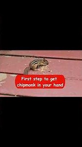 Chipmunk Trust Begins With This First Step