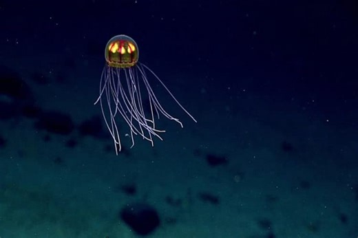 Evolution just keeps creating the same deep-ocean mutation