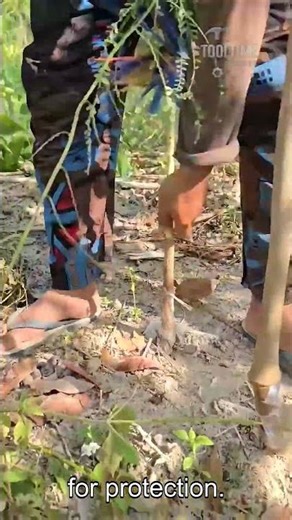 Tree Trunk Wrapping Process #Woodworking #Labor #Bamboo