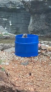 501K views · 10K reactions | SPRINGTIME TEMPS = OTTER POOL PARTY! Cincinnati’s Sugar and Wesley have a giant pool to swim in – but this little barrel seems to be their fav. We could watch them all day!  | WLWT | Facebook