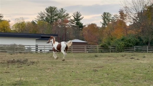 Beautiful Butterfly 💞 | Havens Hope Ranch and Stables